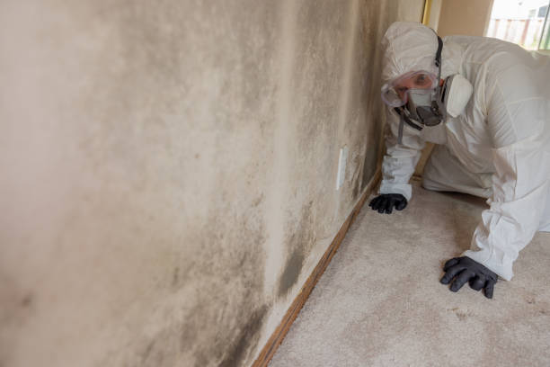 Trusted Joliet, IL Mold Removal Services Experts